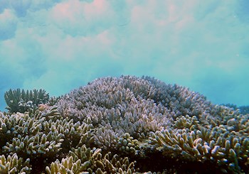 Coral reefs are natural infrastructure, group declares